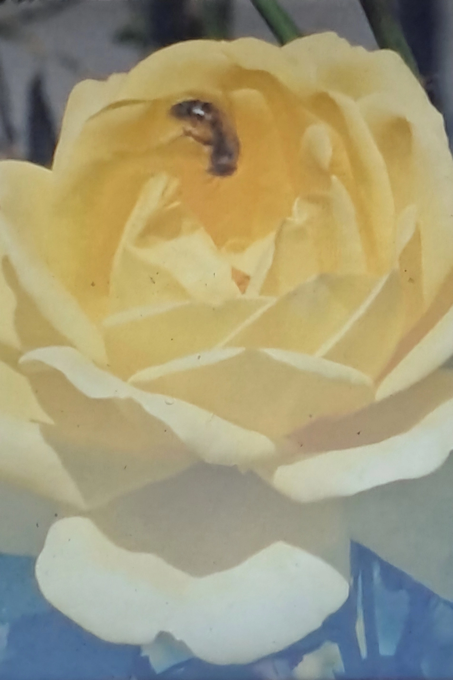 The Full Bloom