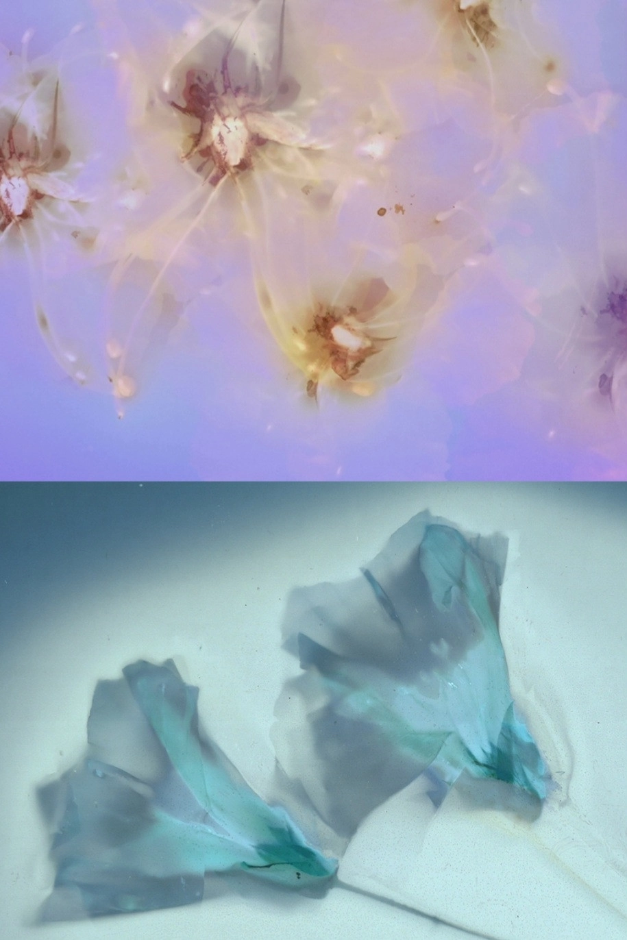 Flower Rain
