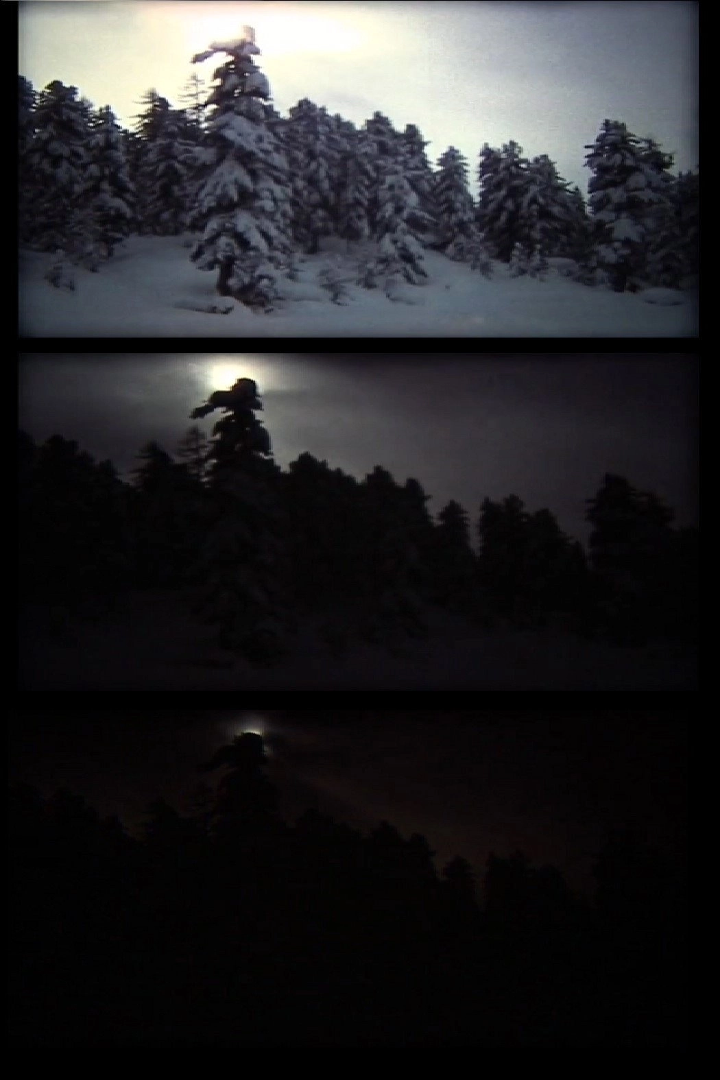 winter (bäume leuchten)