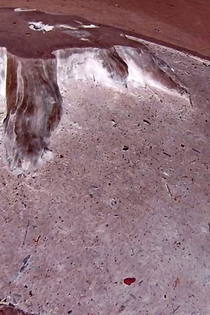 Tree Stump