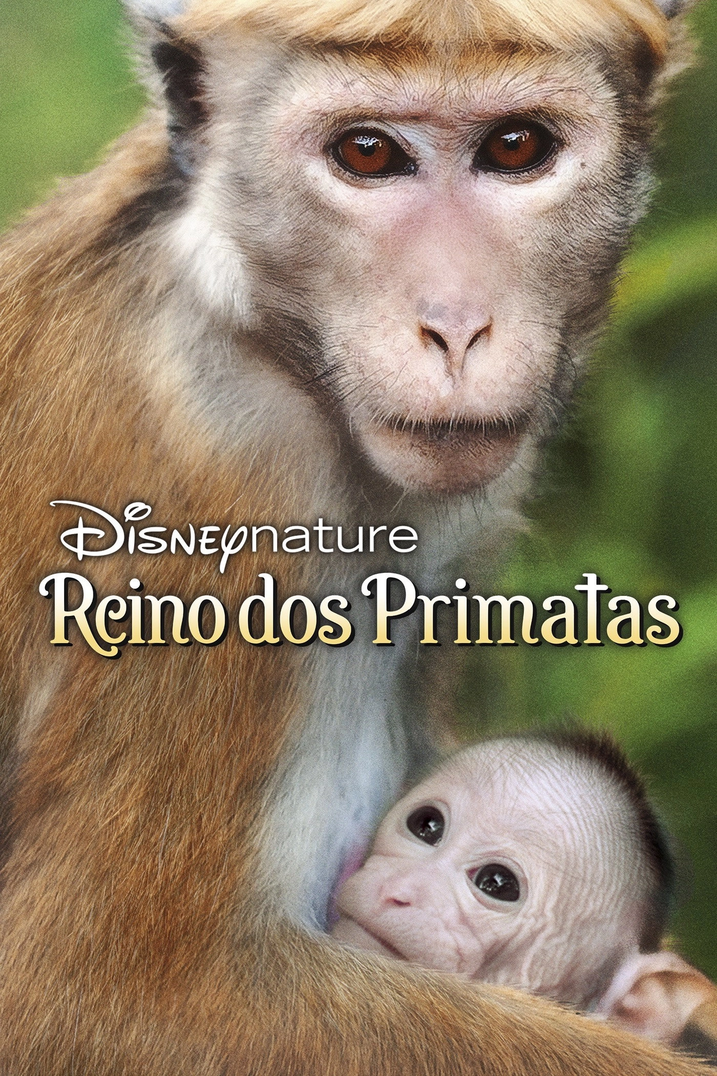Monkey Kingdom