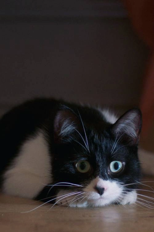 J'ai tué votre chat