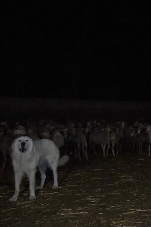 Wolves