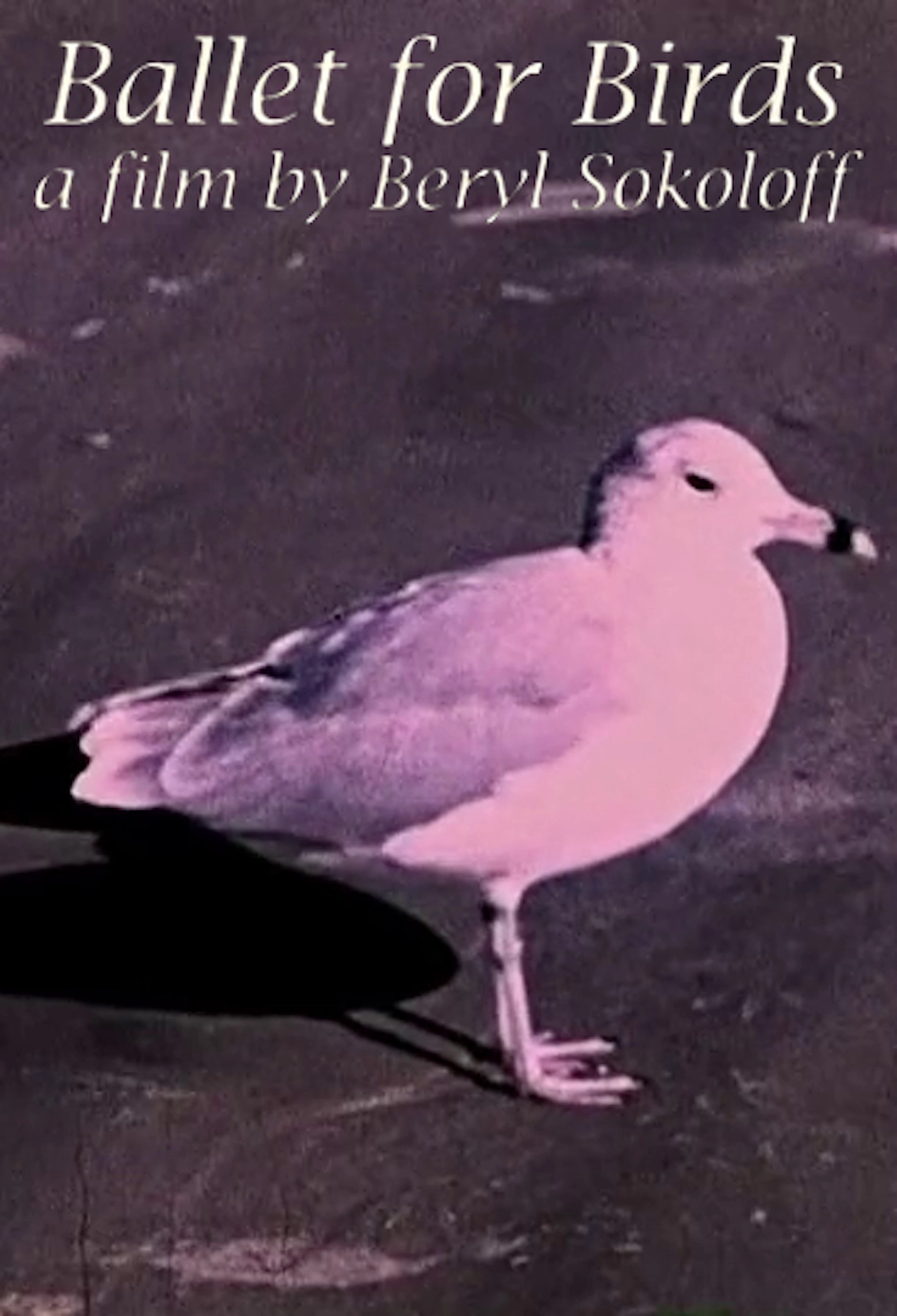 Ballet for Birds