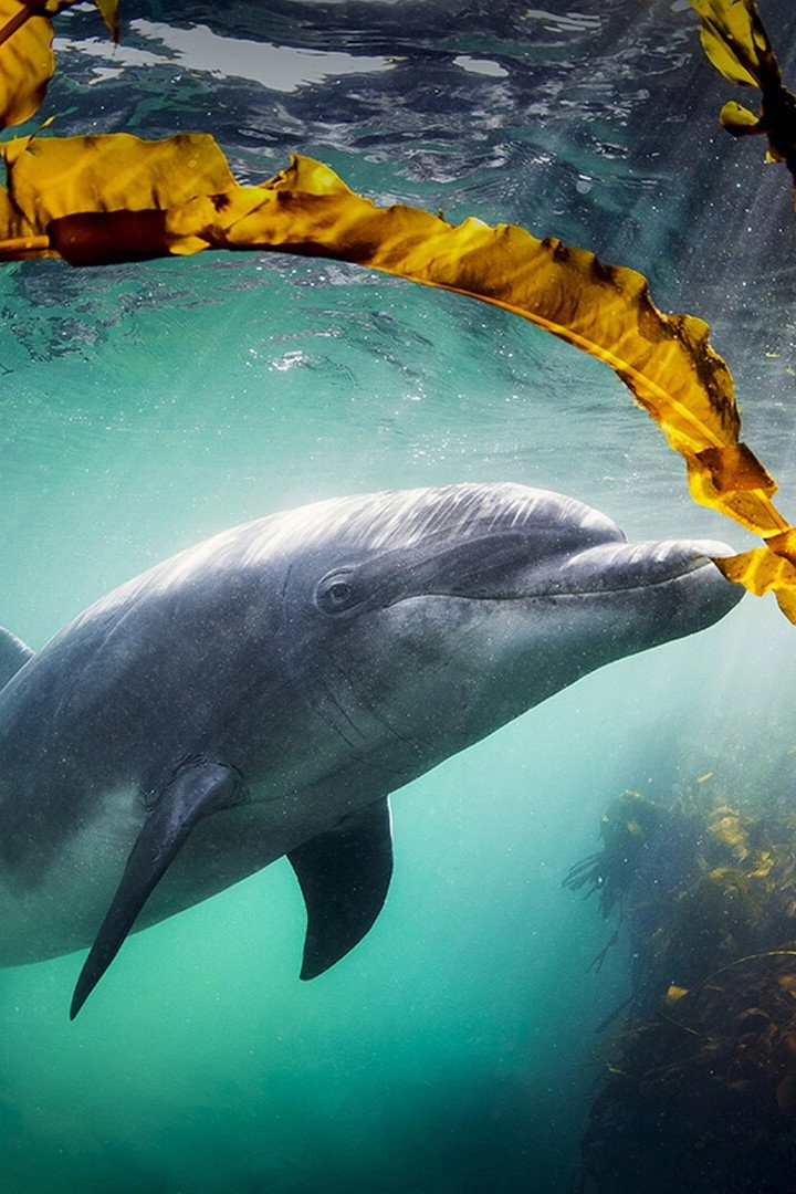 Why We Love Dolphins
