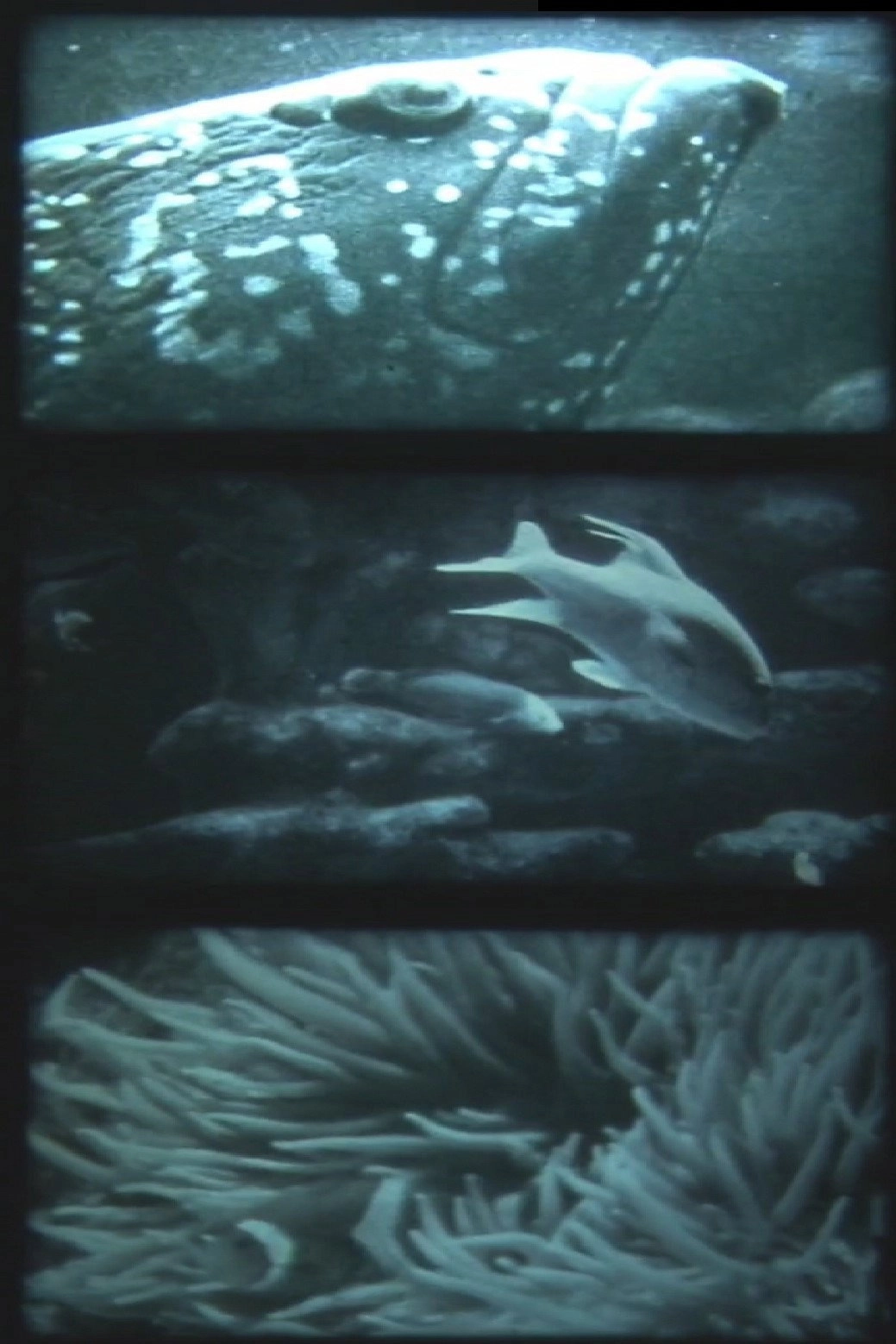 nur fische