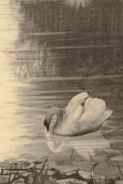 The Ugly Duckling
