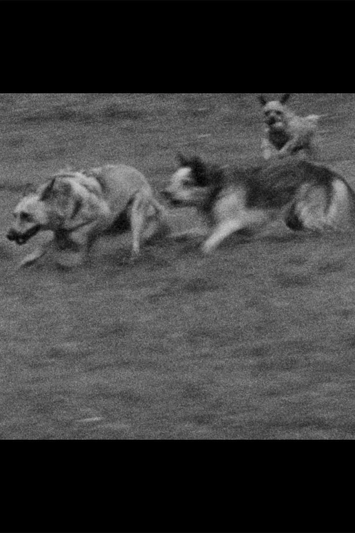 Underdog