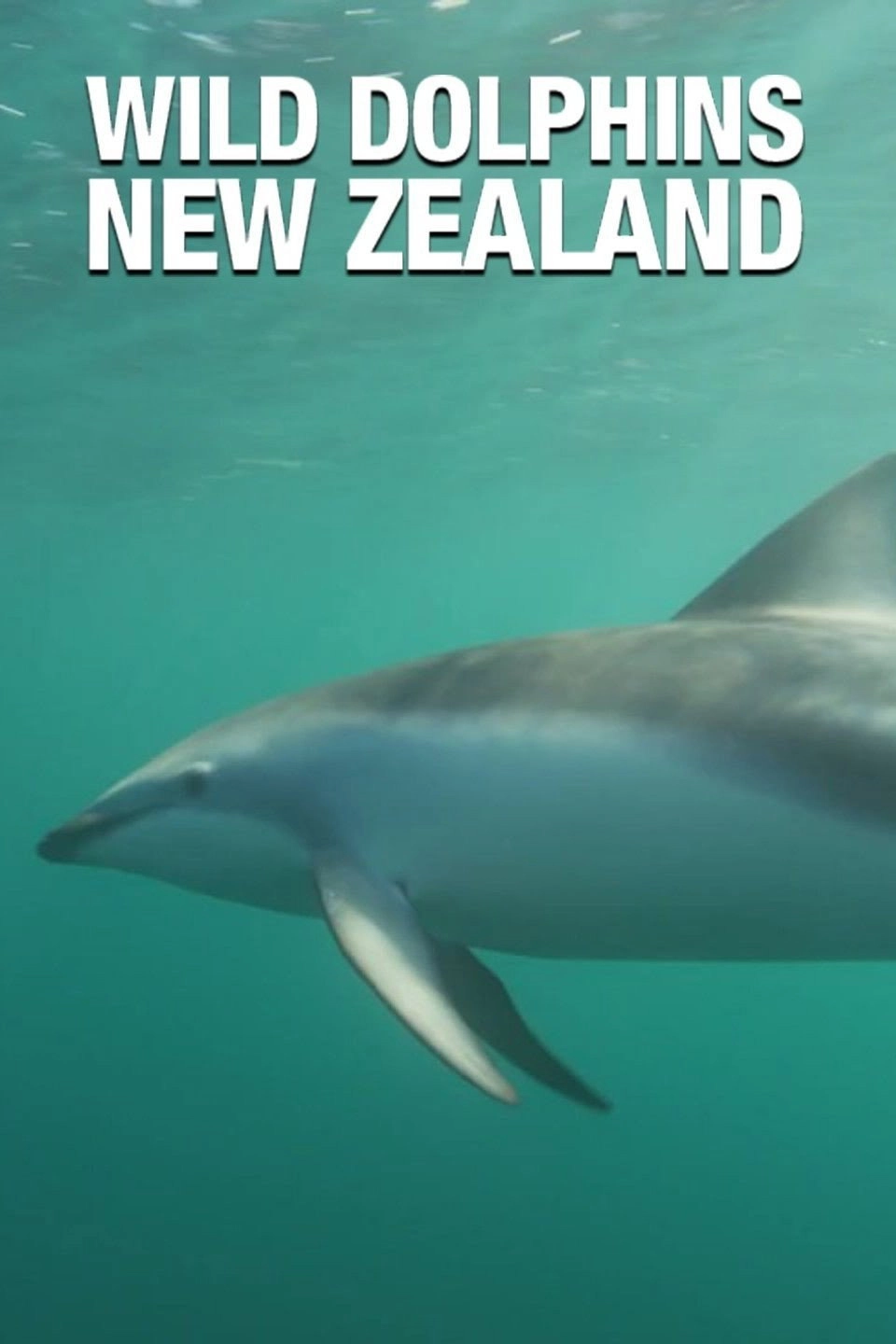 Wild Dolphins