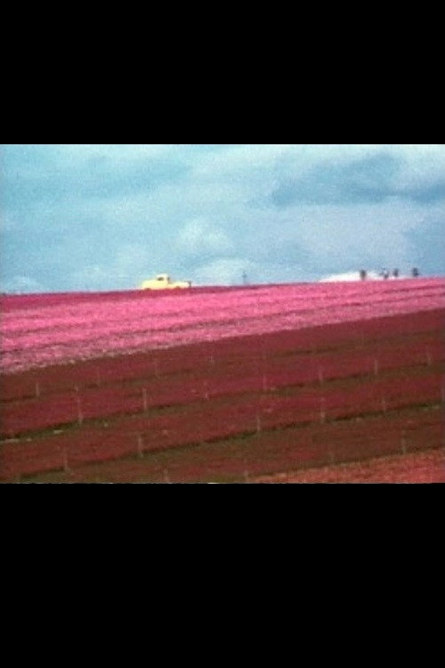 Flower Fields