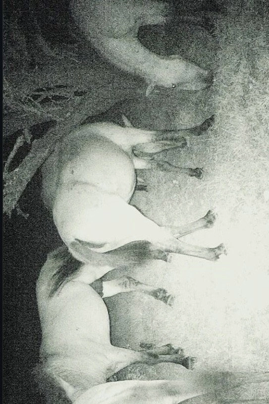 Walking on a Sleeping Elk