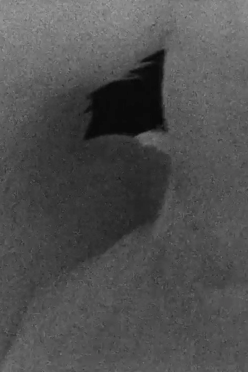 Swan