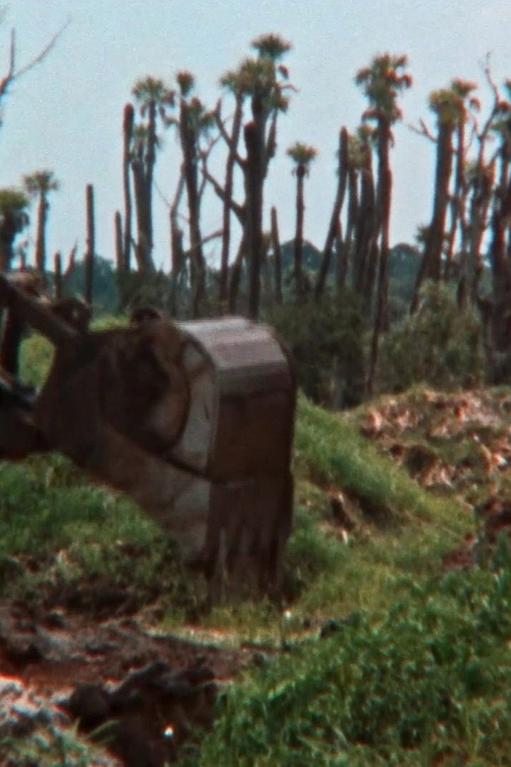 The Fabricated Wild