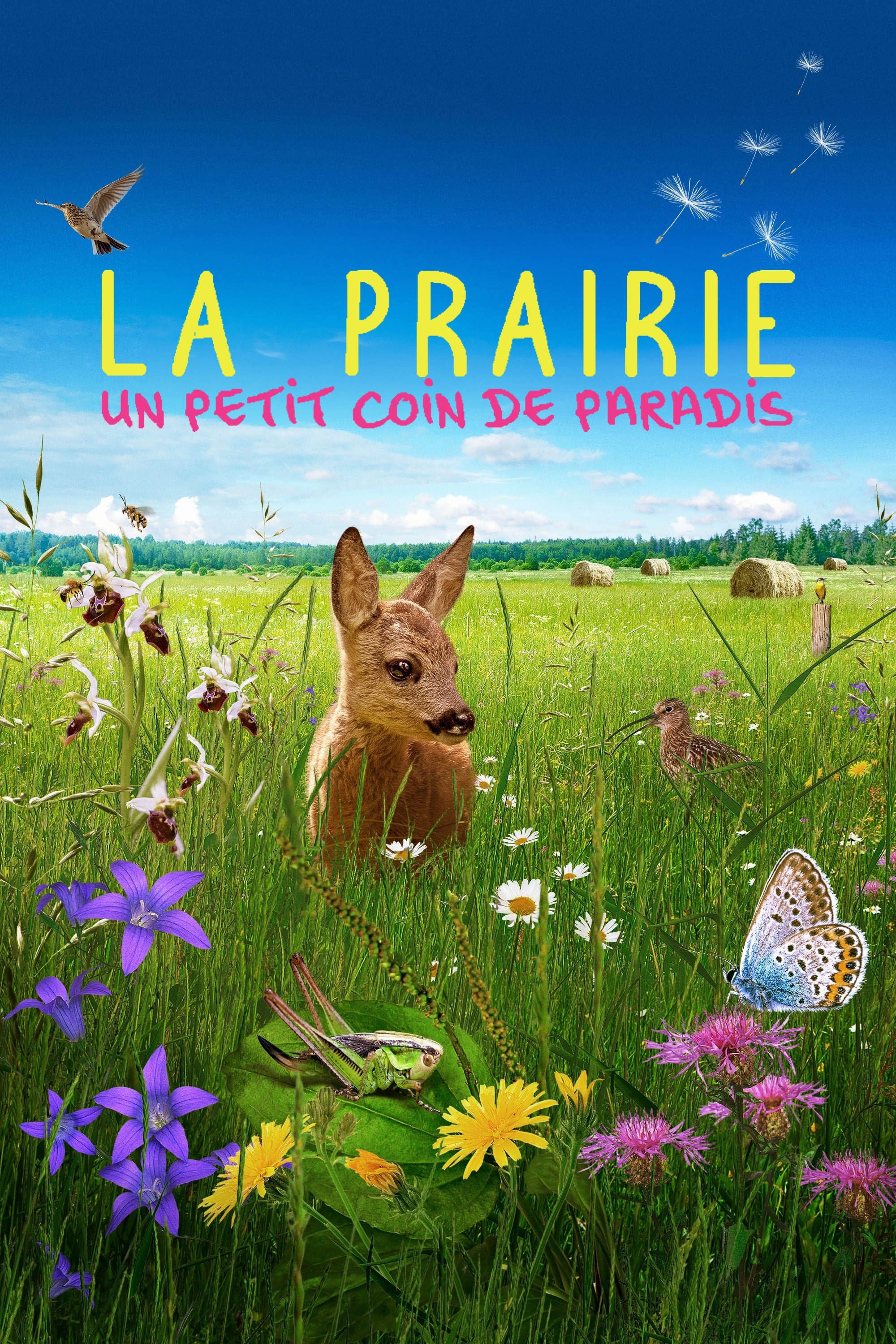 Die Wiese: Ein Paradies nebenan