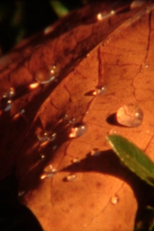 Water-soluble Doze