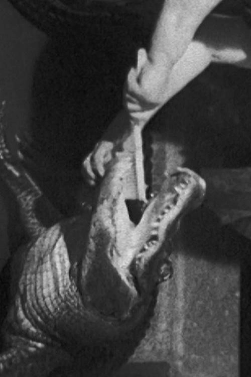 Alligator on Lizard
