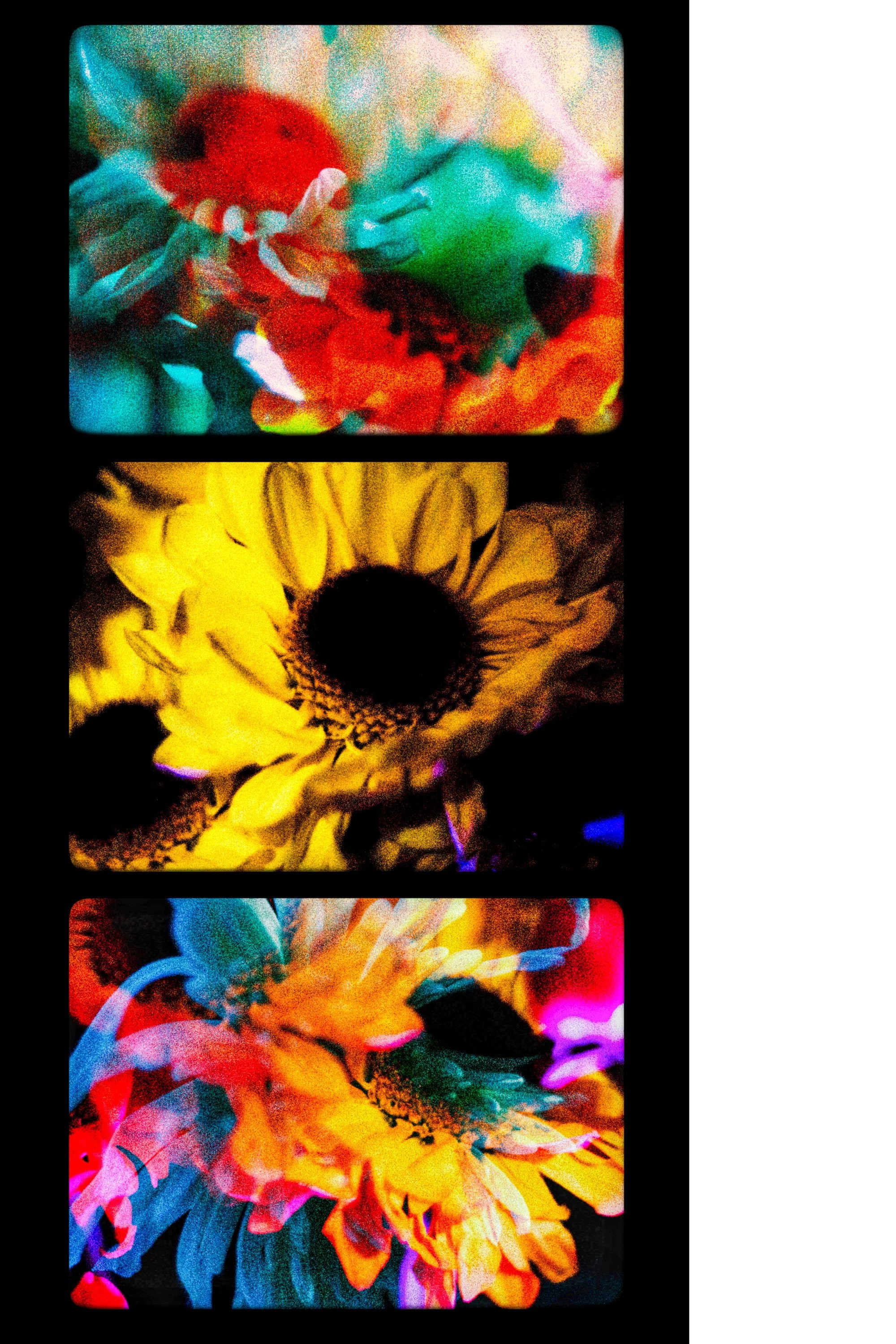 Flowers (II)