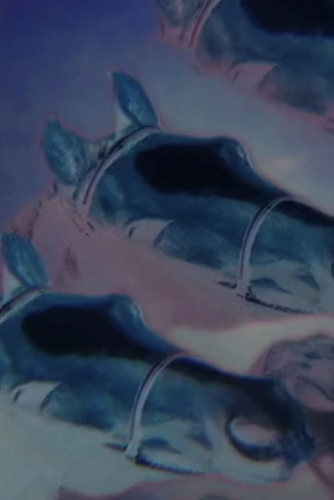 Drowning Horses