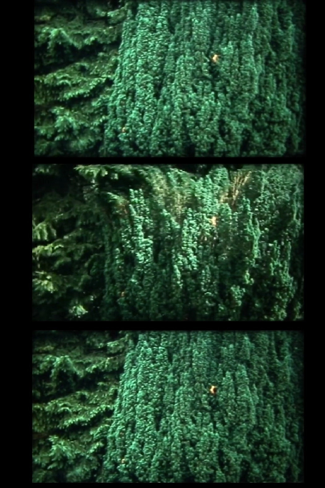 nur baum