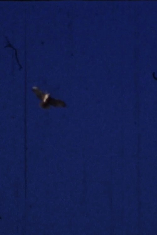 Flying Fish