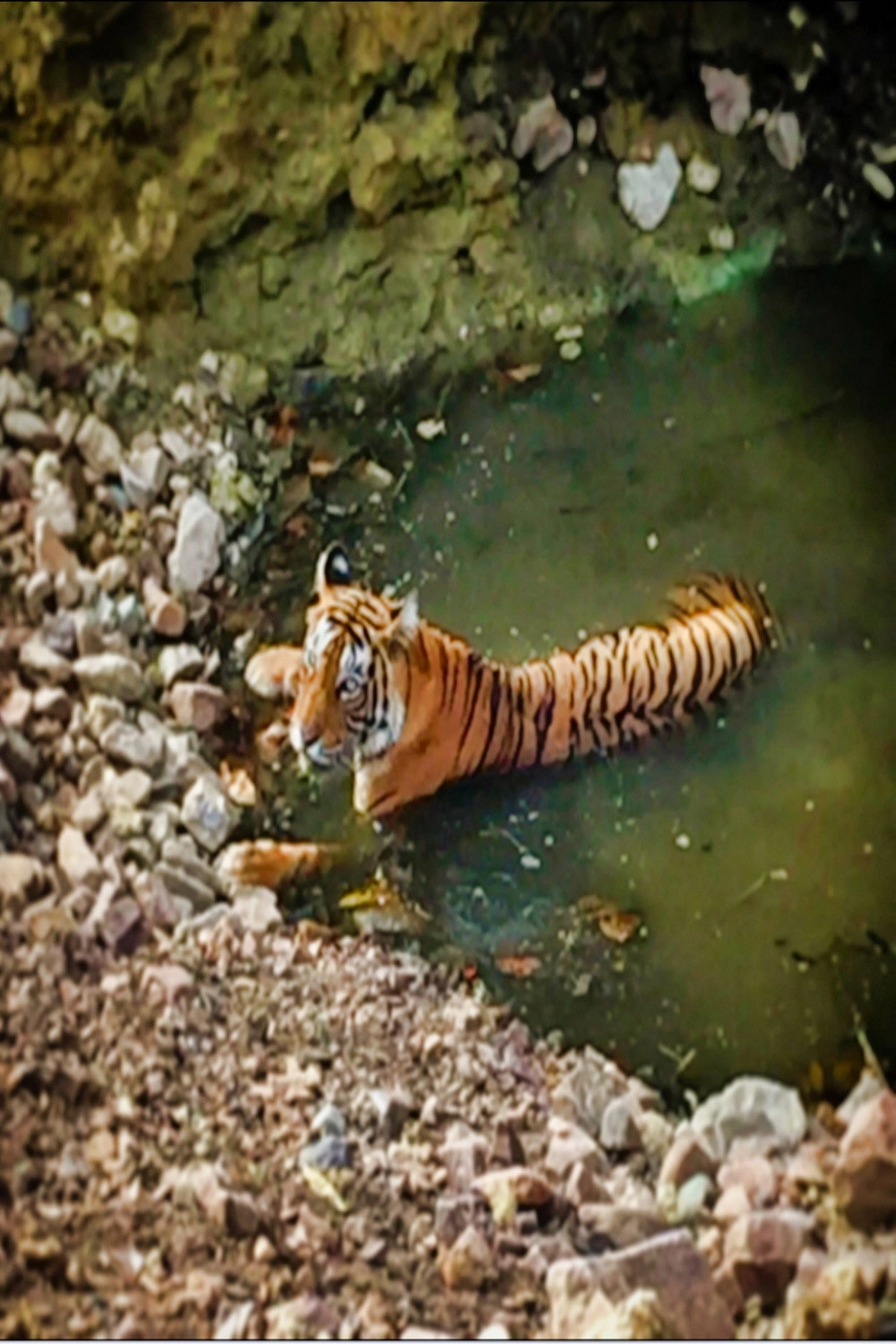 Planet Safari