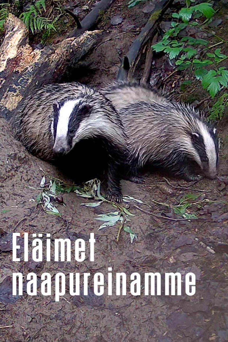 Animals as Our Neighbors