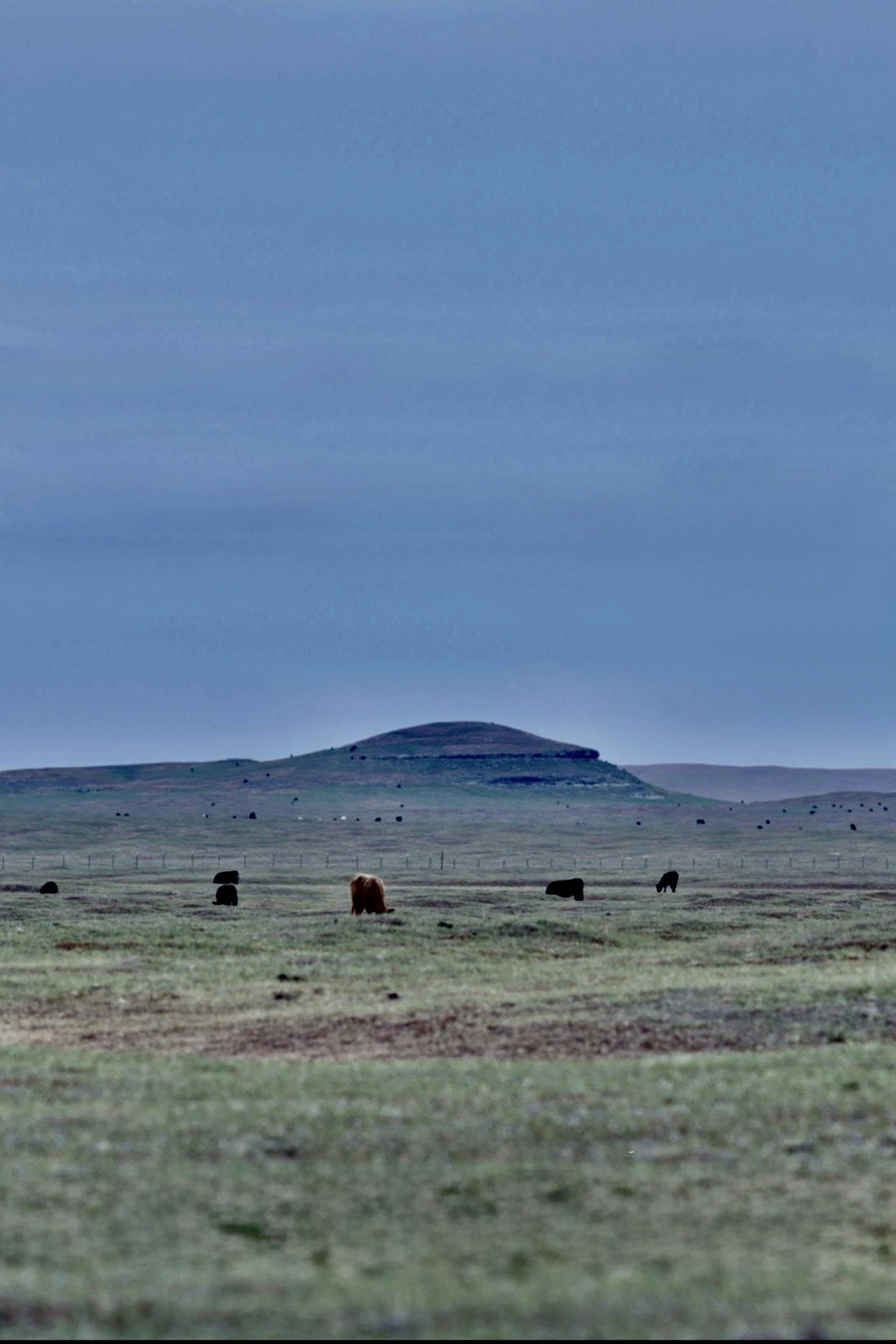 Grassland
