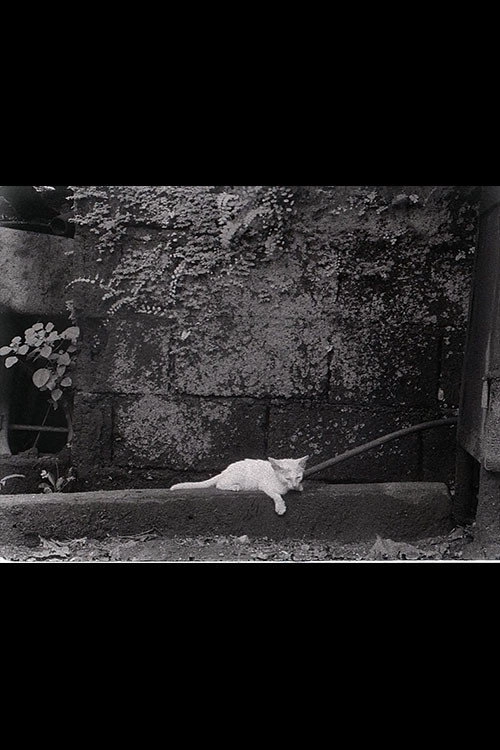 Director's Cat