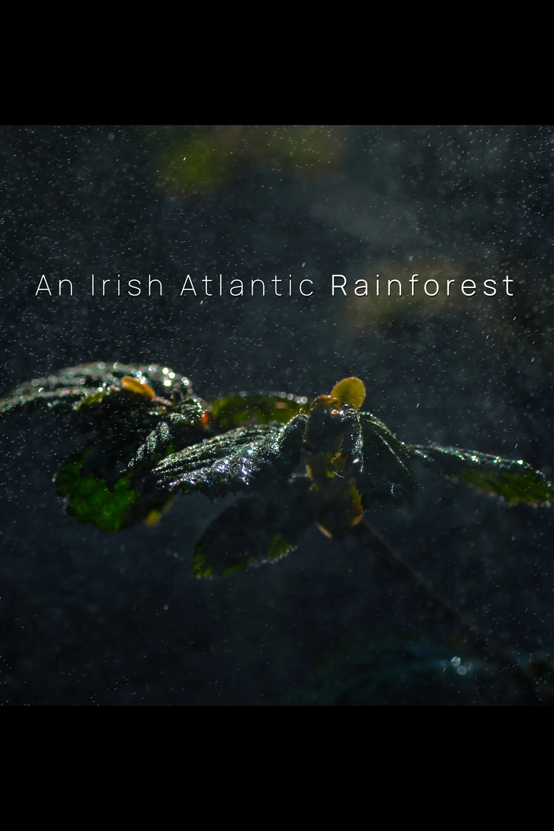 An Irish Atlantic Rainforest