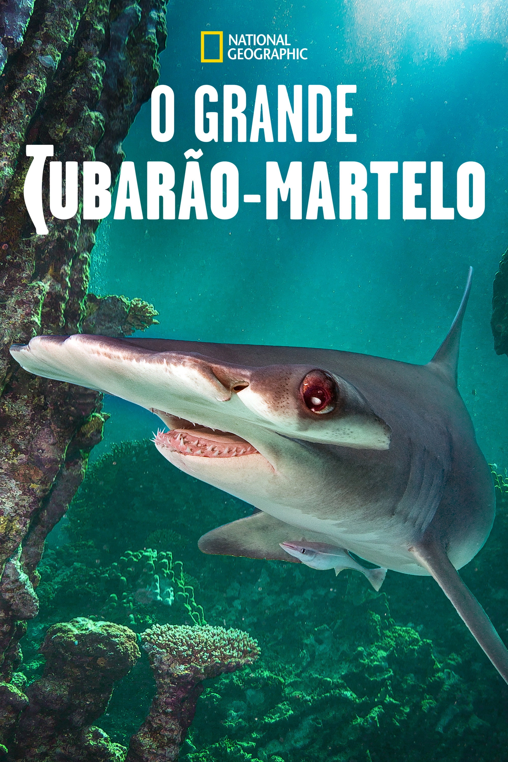 World's Biggest Hammerhead?