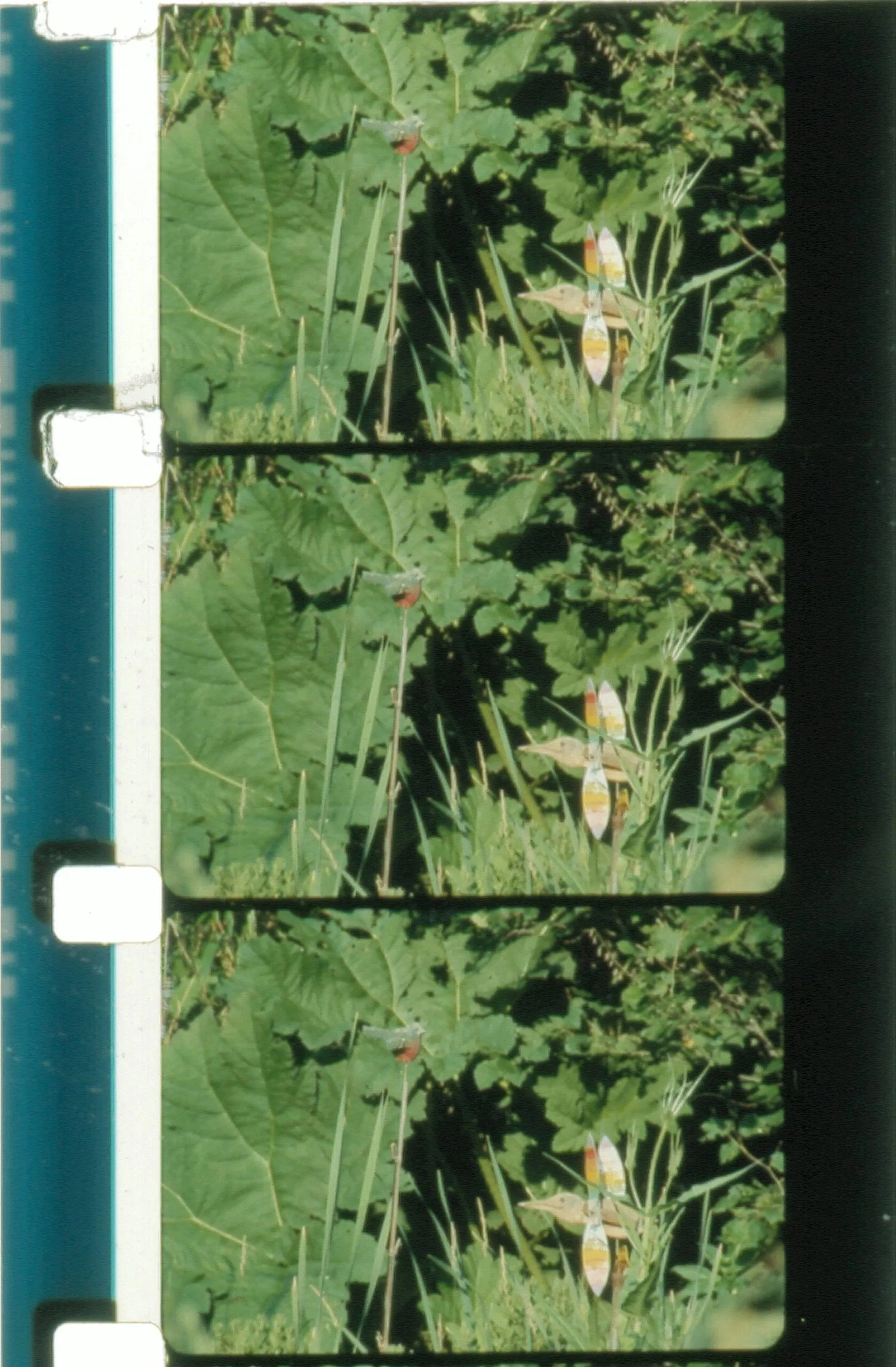 Jardin du marais