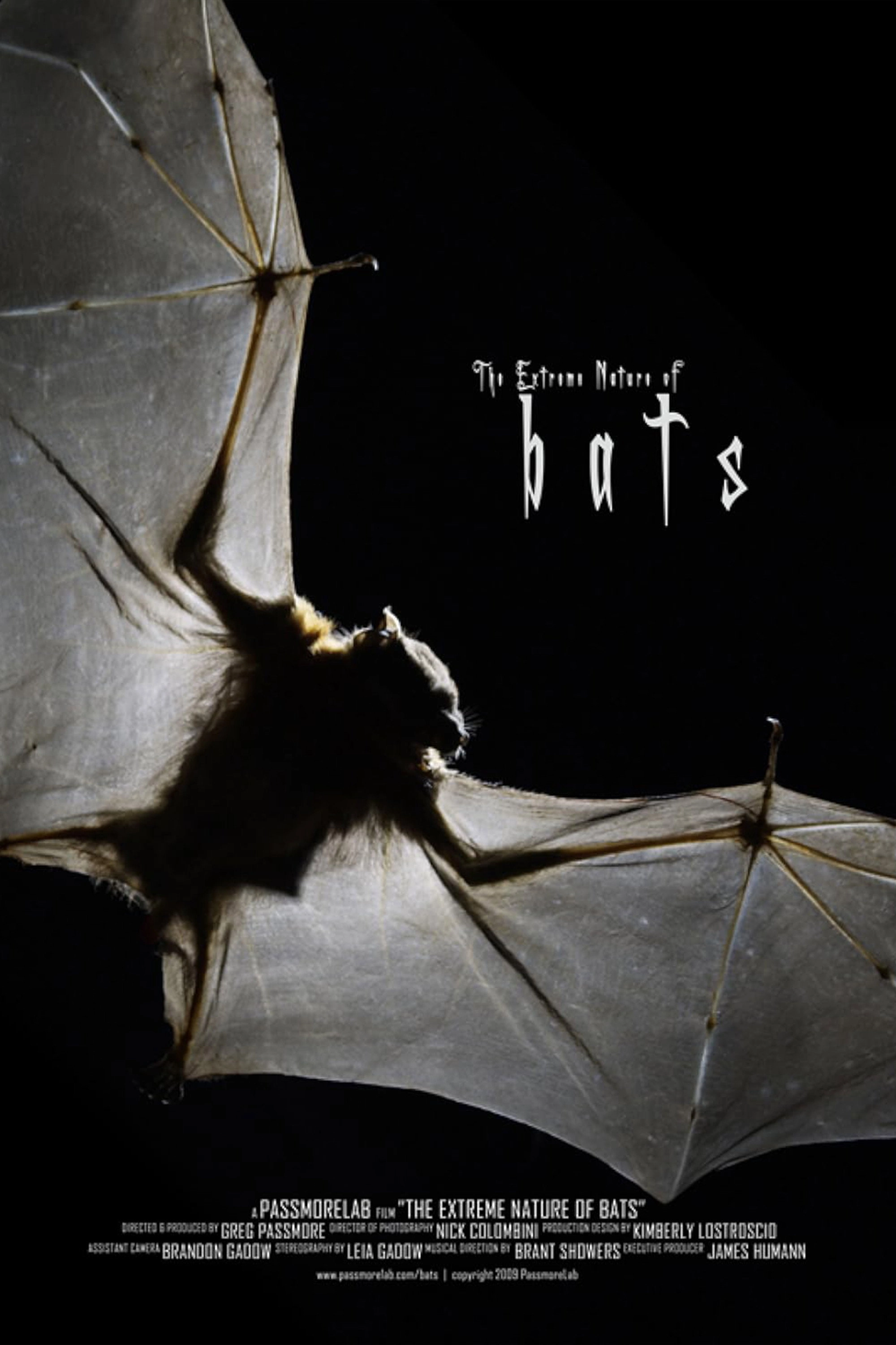 Bats