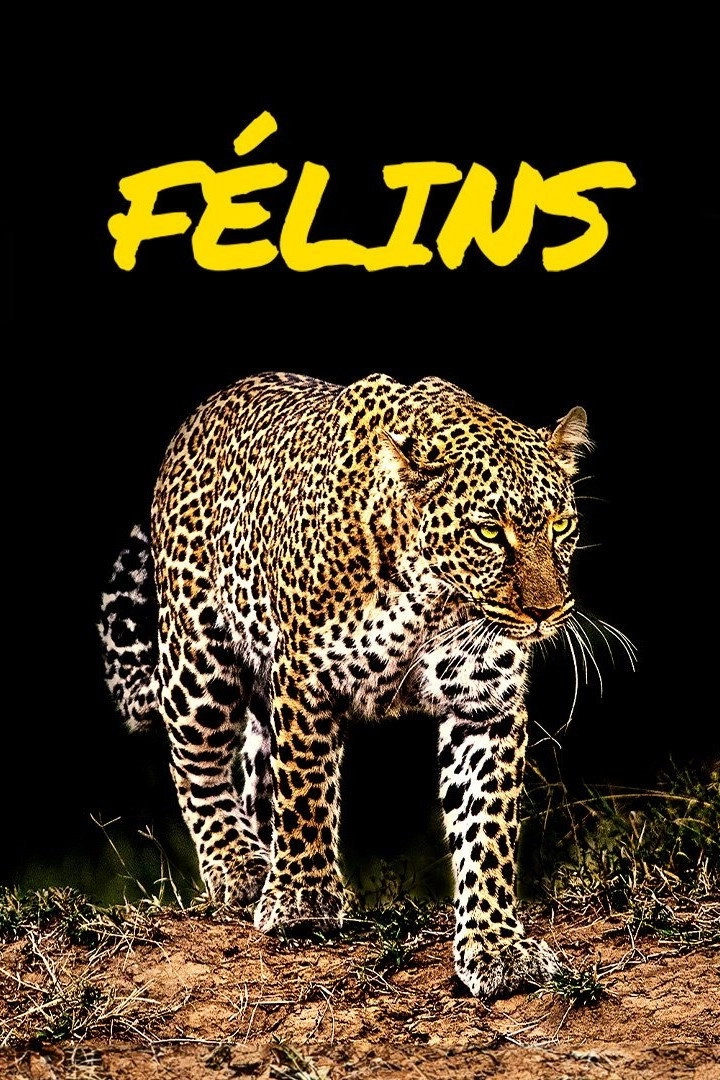 Big Cats