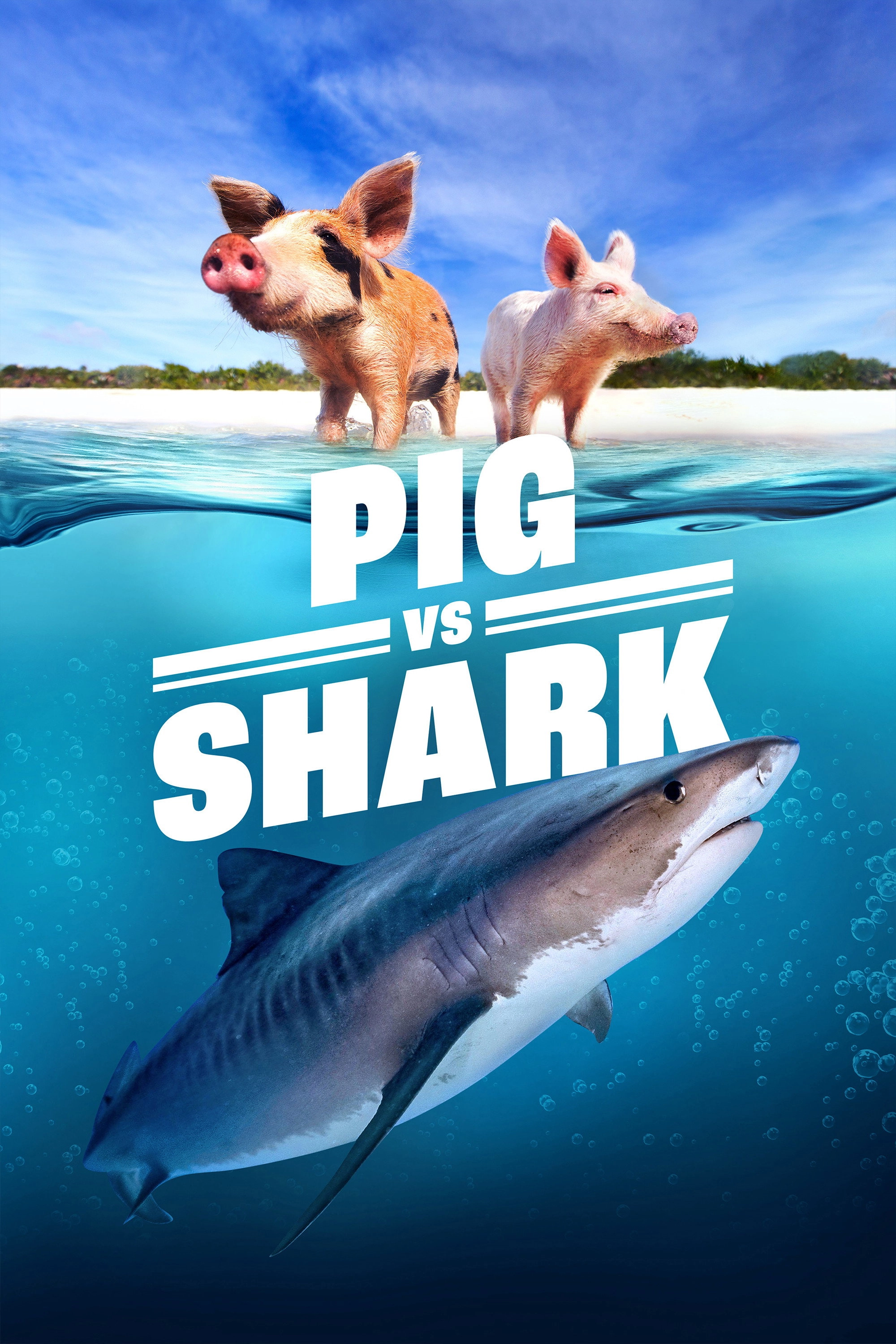 Pig vs. Shark