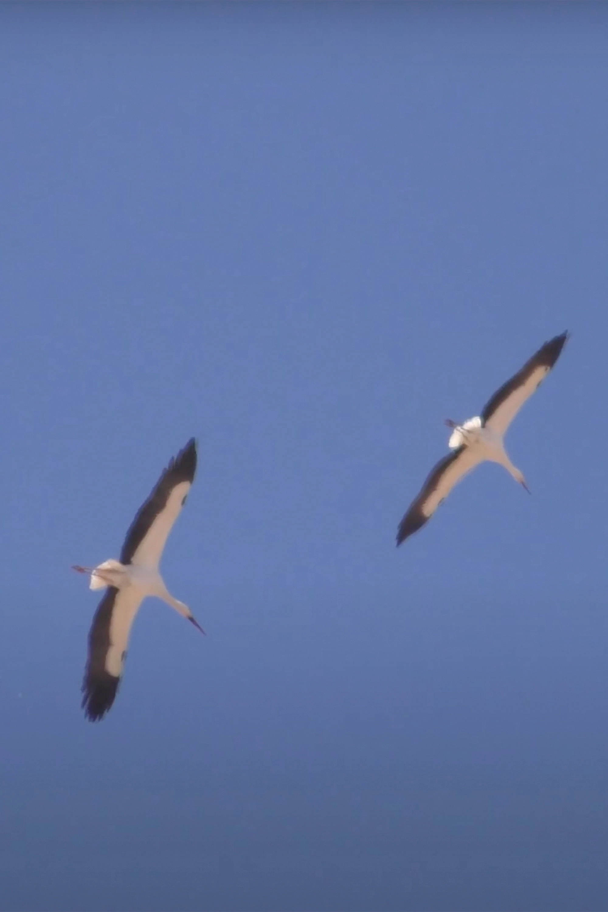 Murmuration