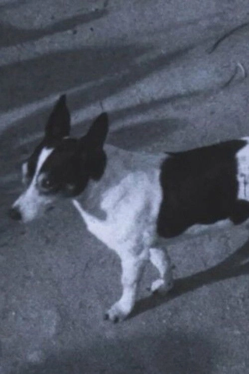 Caballito