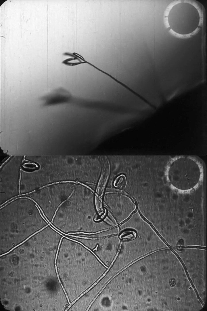 Predacious fungi