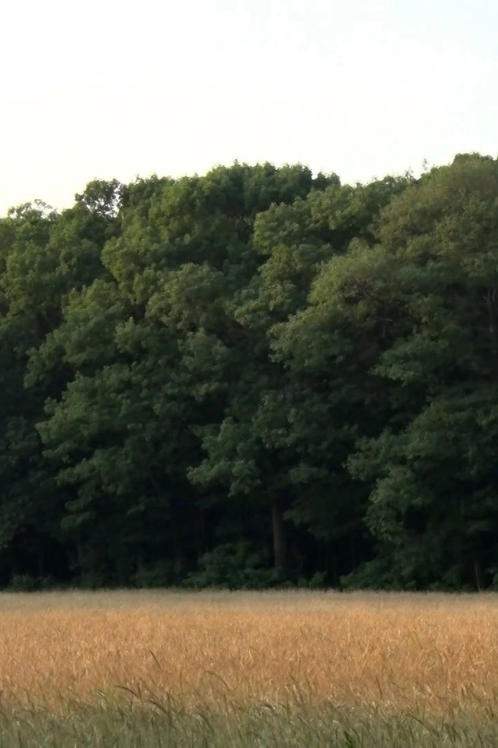 Field
