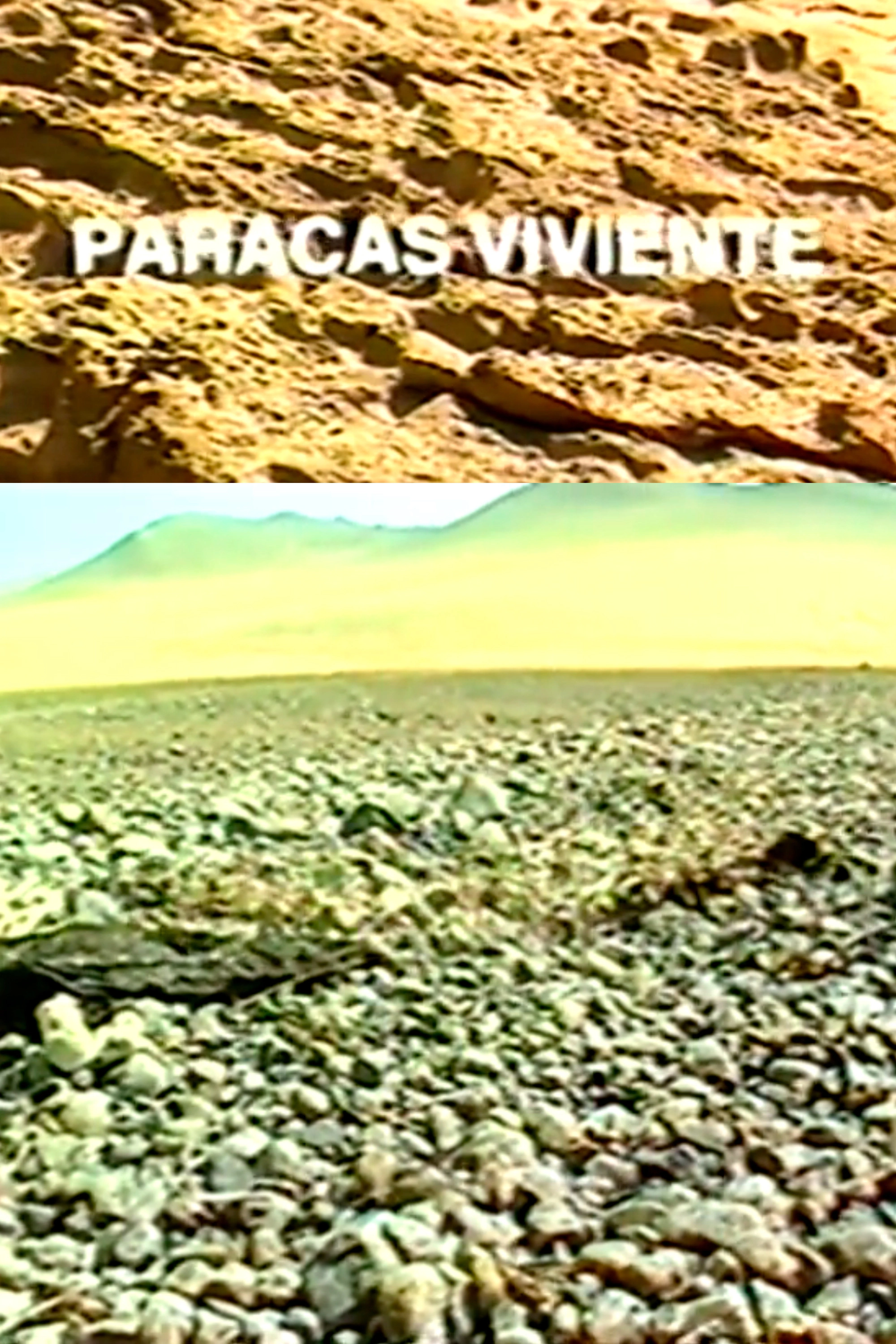 Paracas viviente