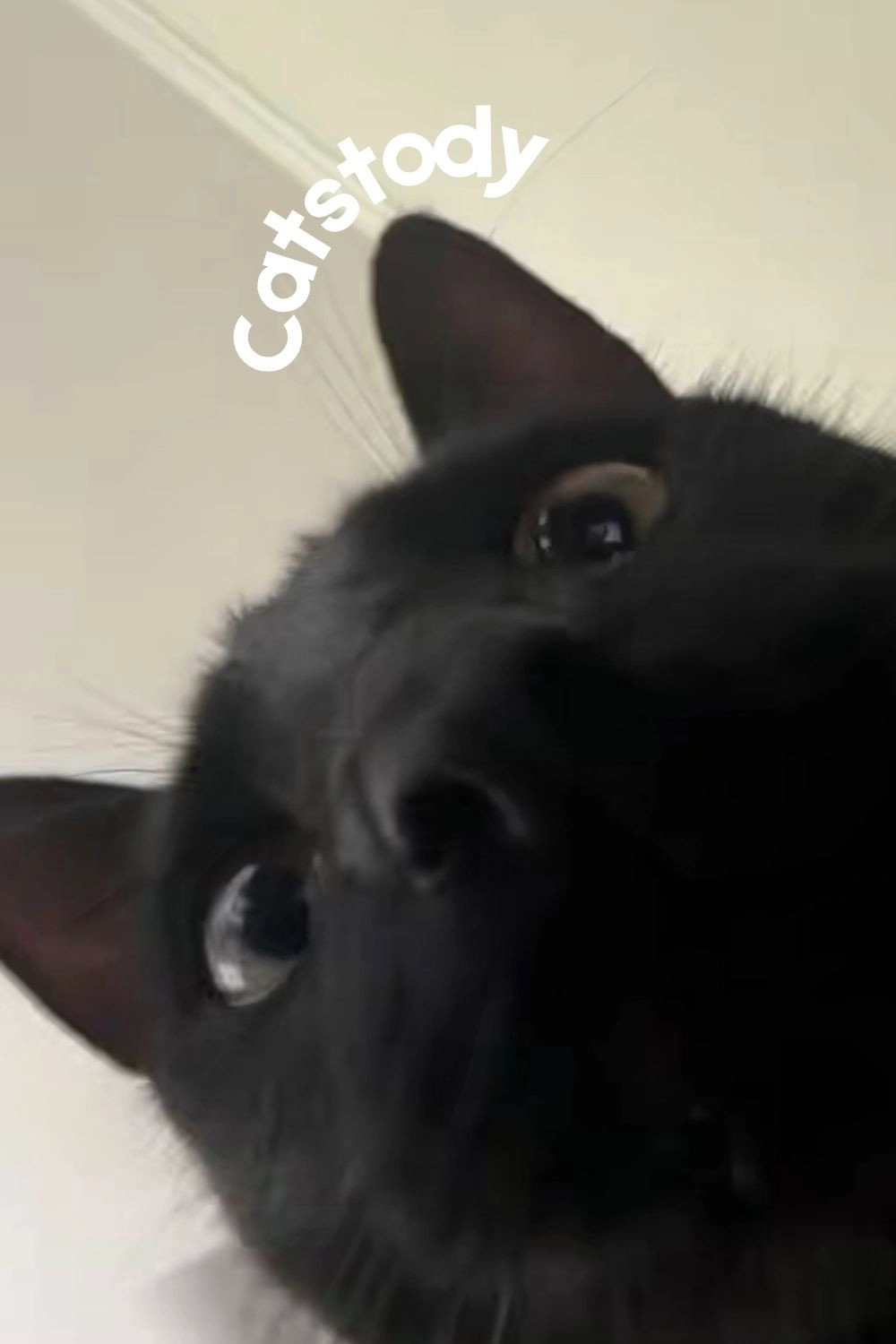 Catstody