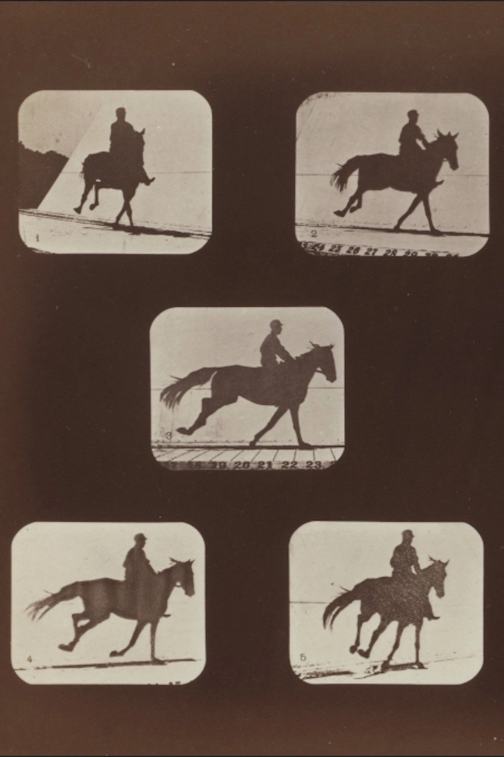 The Horse in Action