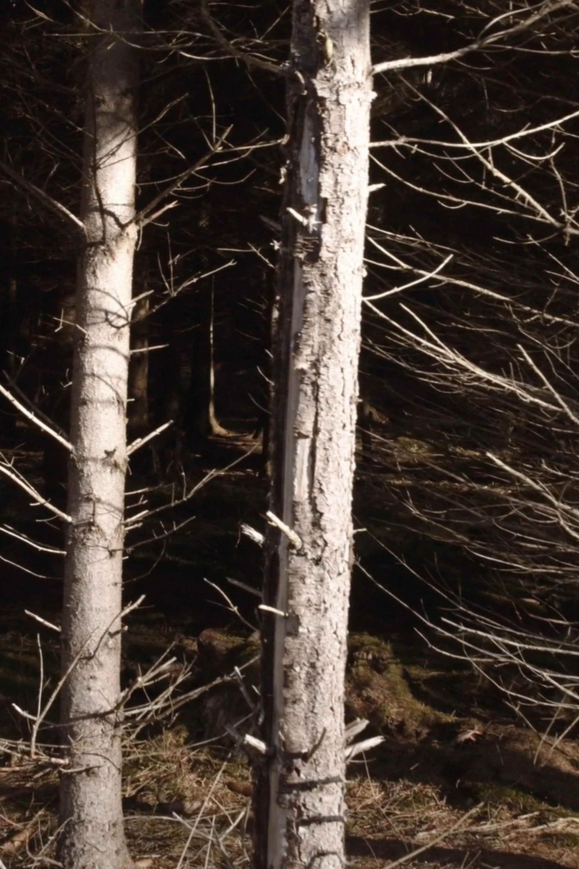 Recreational Forest