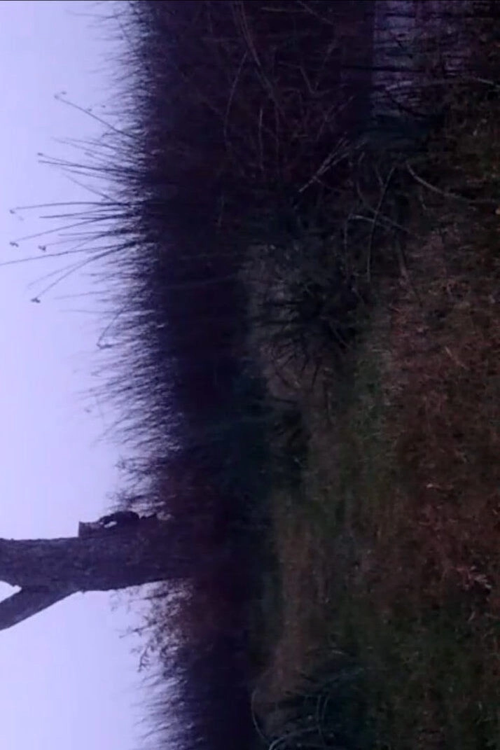 La balandra