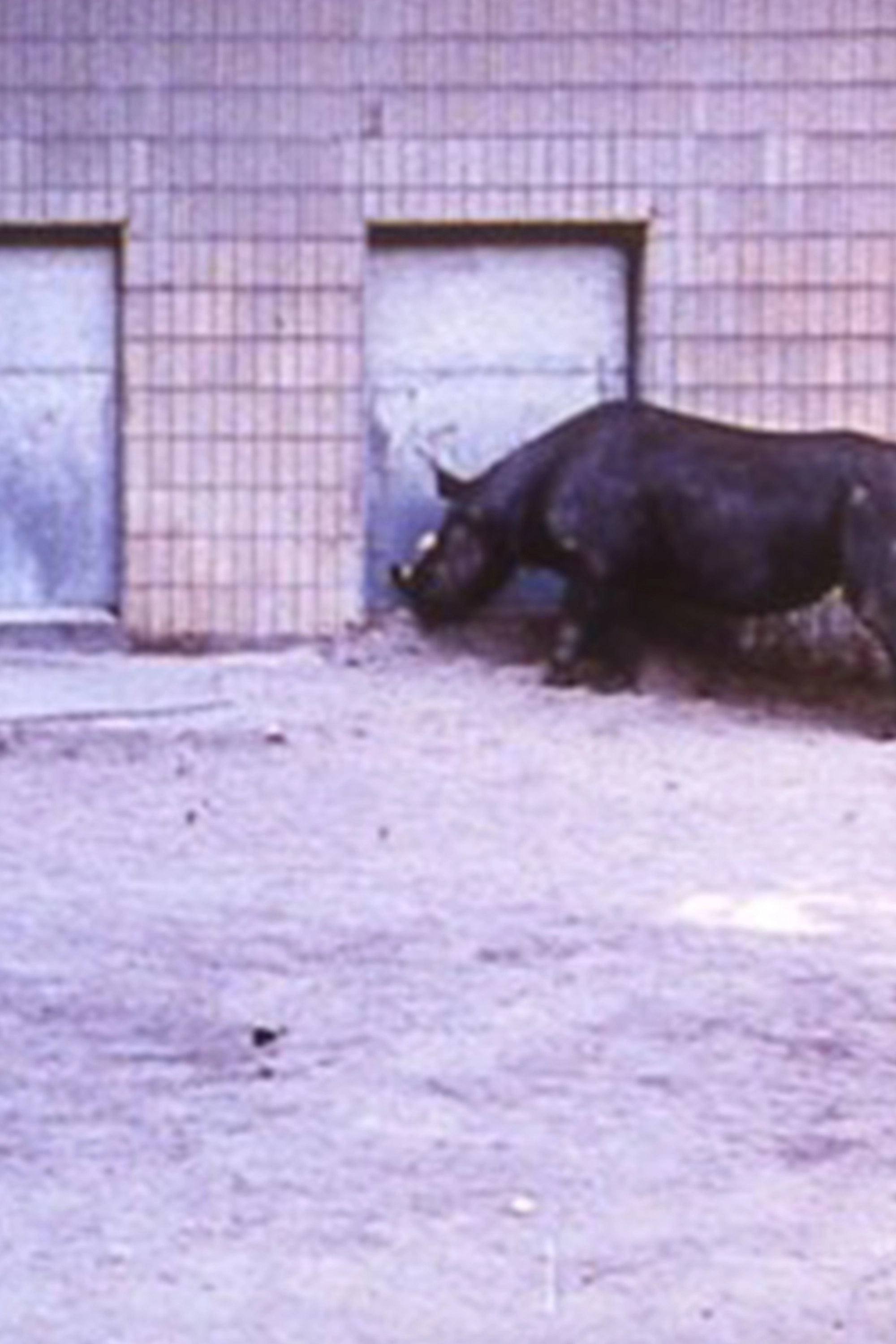 Rhinoceroses