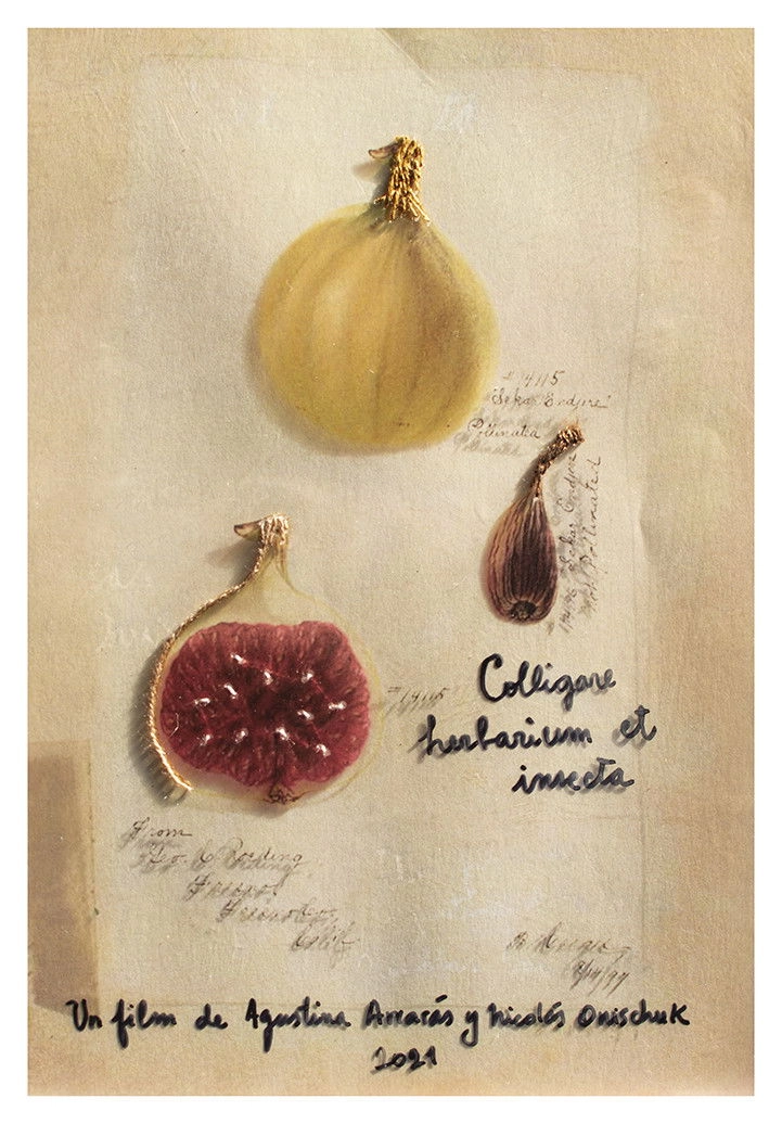 Colligare herbarium et insecta