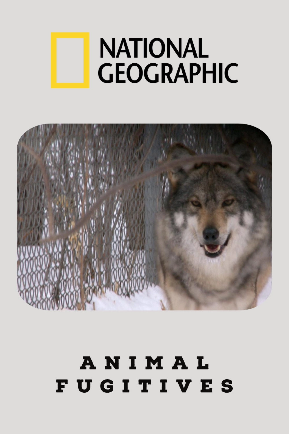 Animal Fugitives