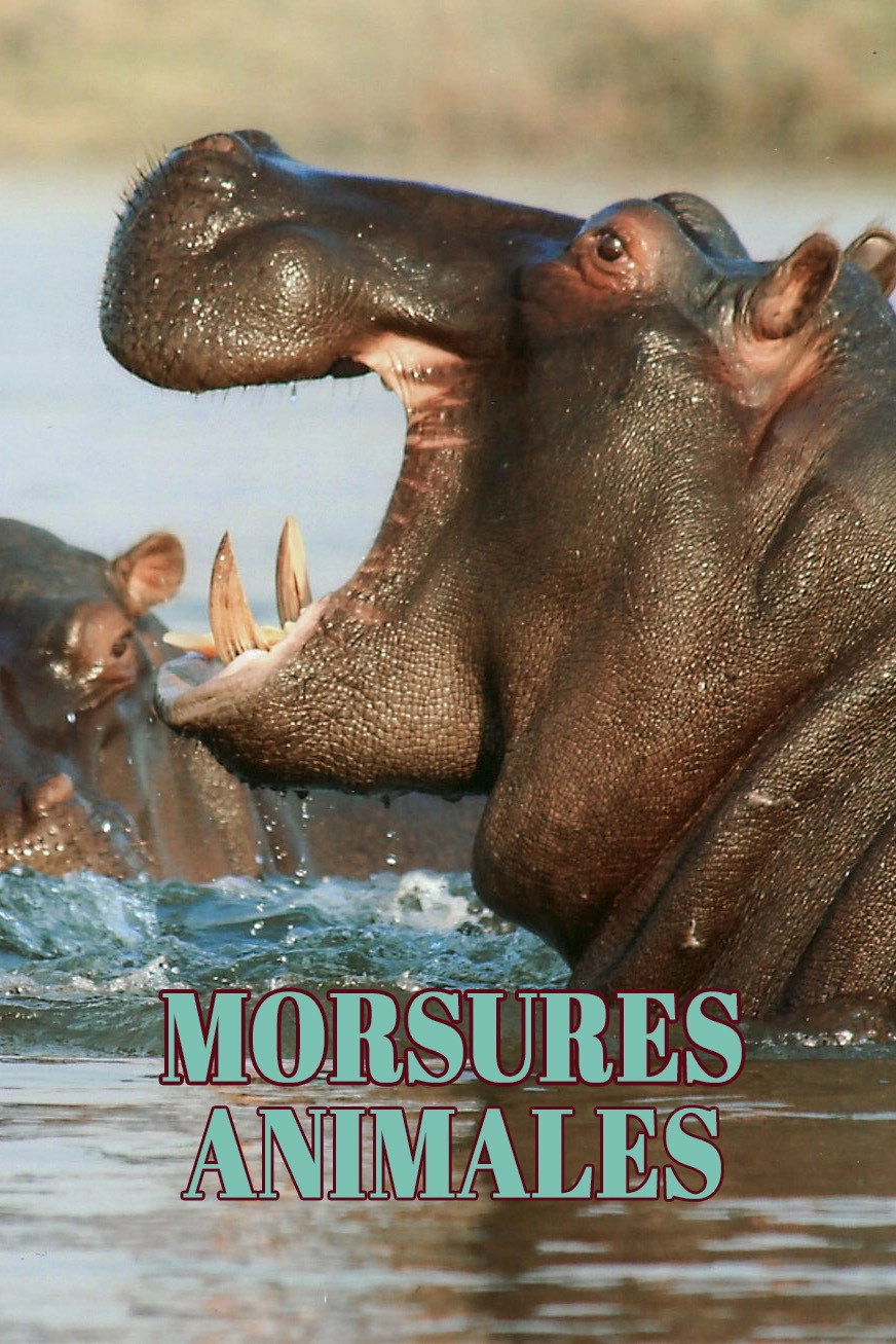 Morsures animales
