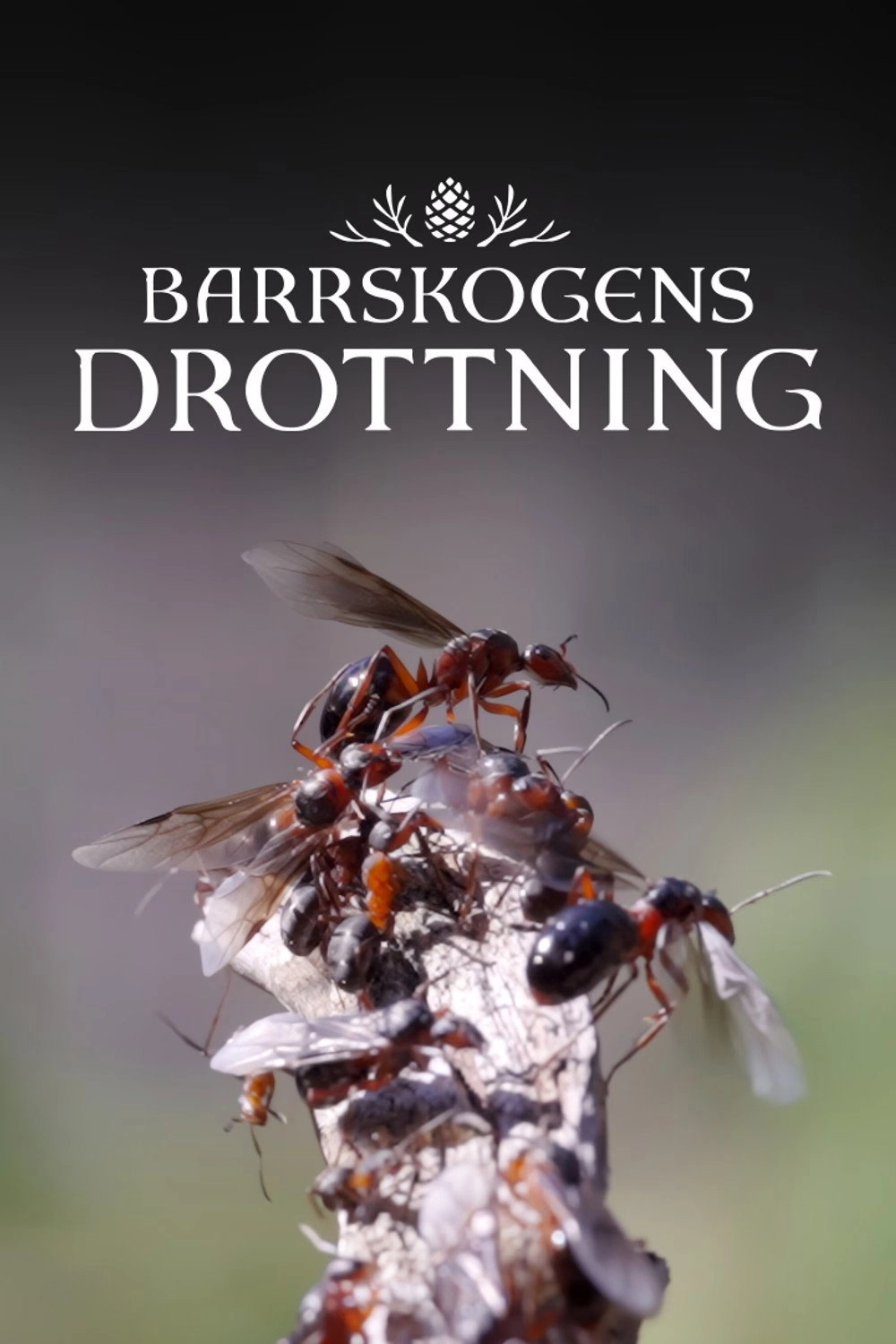 Barrskogens drottning