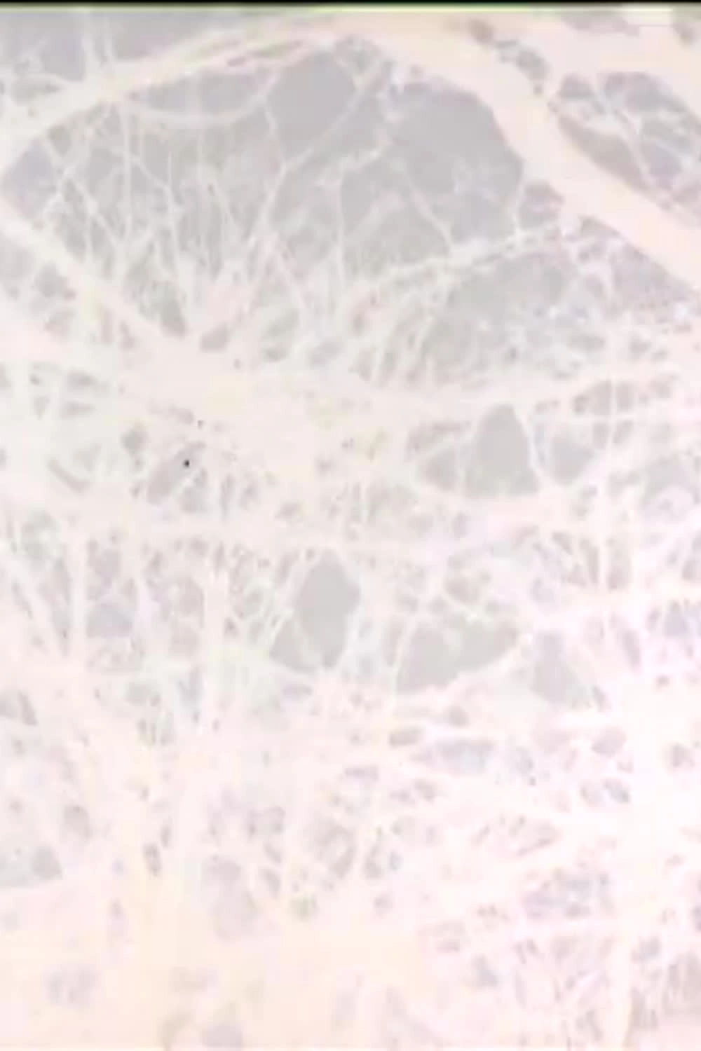 Leafless