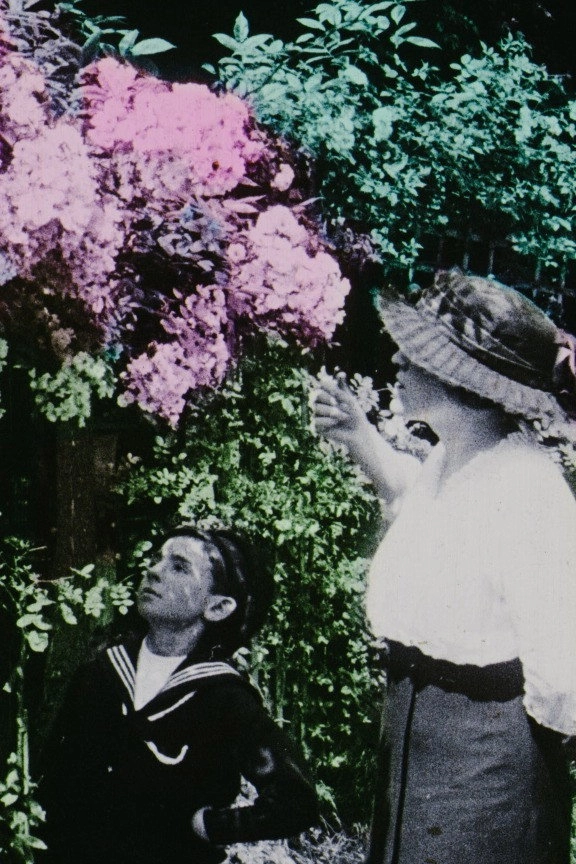 Flowers in the Garden